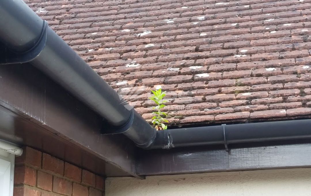 Weeded Gutter Cleaning