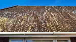 Biocide roof cleaning